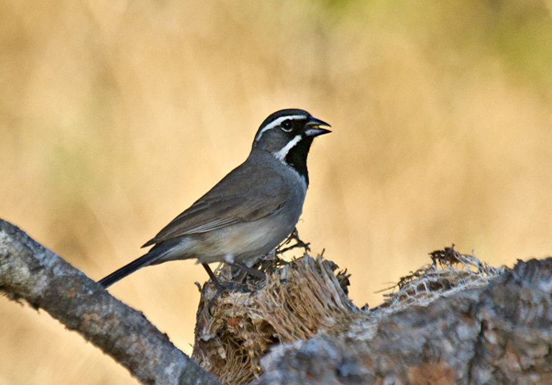 Black-throated Sparrow