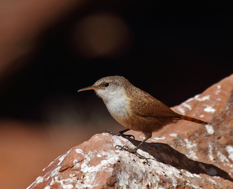 Canyon Wren