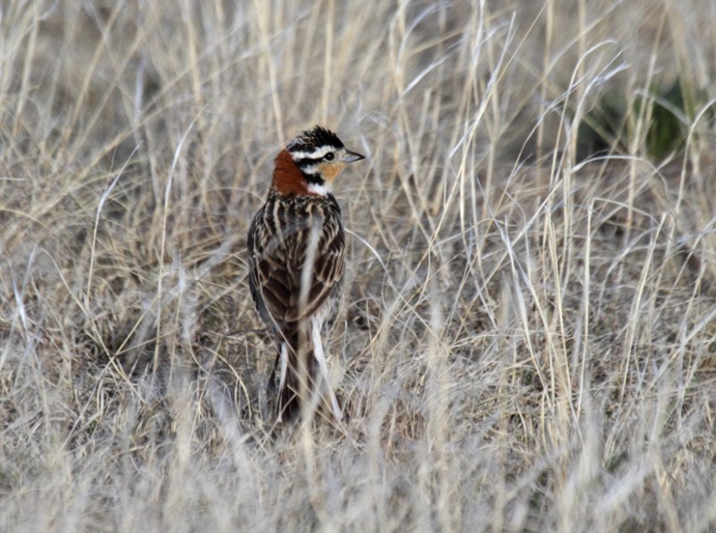 Chestnut-collared Longspur