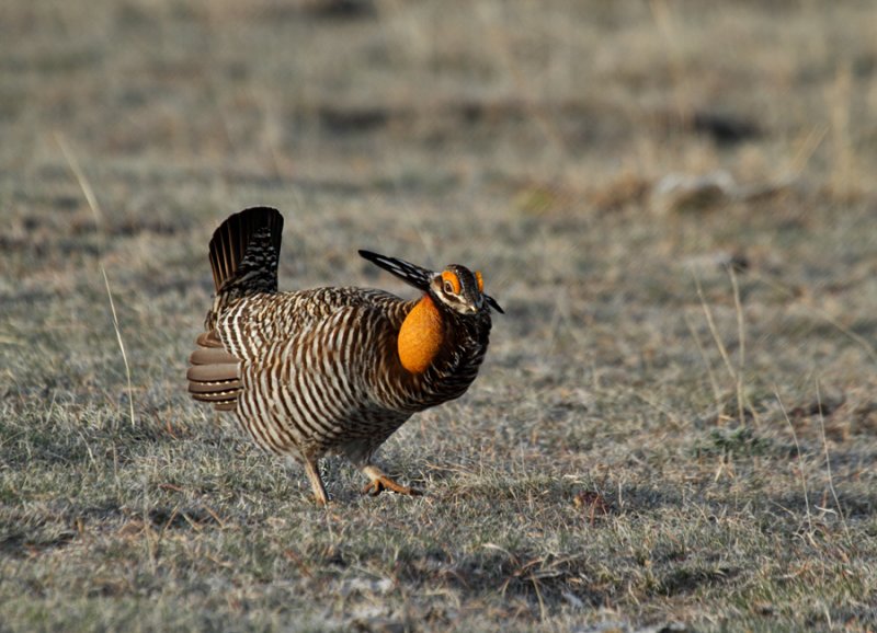 Greater Prairie-Chicken