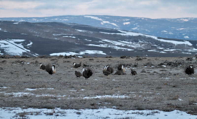 Greater Sage-Grouse