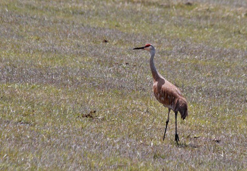 Sandhill Crane