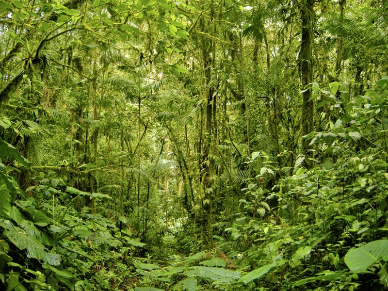 Tandayapa Cloudforest (Ecuador)