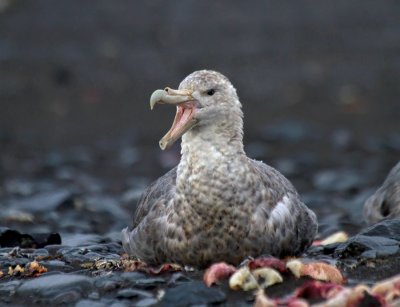 Southern-Giant-Petrel-with-bill-open-IMG_7665-Hannah-Point-Deception-Island-South-Shetland-15-March-2011.jpg