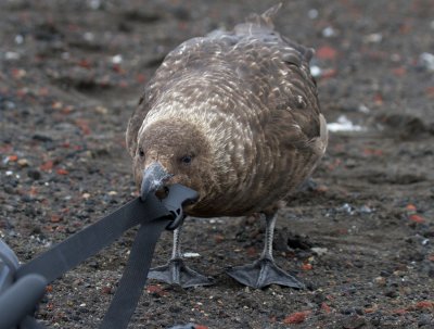 Skua-nibbles-on-bag-IMG_7124-Whalers-Bay-Deception-Is-South-Shetlands-15-March-2011.jpg