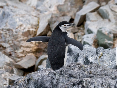 Chinstrap-with-wings-open-IMG_5516-Orne-Bay-14-March-2011.jpg