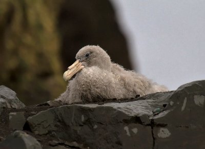 Southern-Giant-Petrel-chick-IMG_7481-Hannah-Point-Deception-Island-15-March-2011.jpg