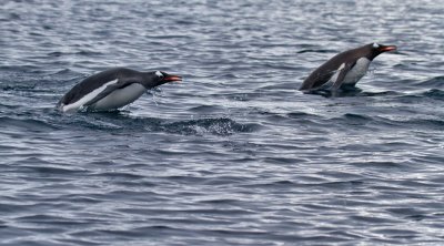 Gentoo-preparing-to-porpoise-IMG_5820-Kuverville-14-March-2011.jpg