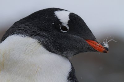 Gentoo-head-shot-with-feather-on-bill-IMG_2361-Peterman-Island-11-March-2011.jpg