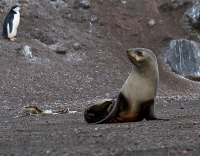 Antarctic-Fur-Seal-IMG_6212-Baily-Head-Deception-Island-South-Shetland-15-March-2011.jpg