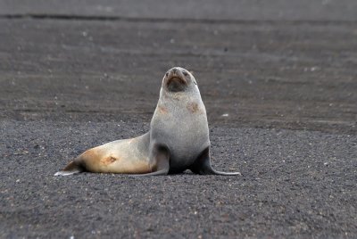 Antarctic-Fur-Seal-IMG_6956-Whalers-Bay-Deception-Island-15-March-2011.jpg