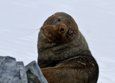 Antarctic-Fur-Seal-male-IMG_5204-Orne-Bay-14-March-2011.jpg