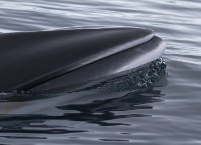 Antarctic-Minke-Whale-lips-IMG_5090-Neko-Harbor-13-March-2011.jpg