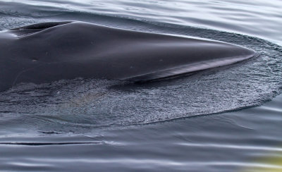 Antarctic-Minke-Whale-IMG_5094-Neko-Harbor-13-March-2011.jpg