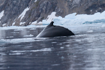 Humpback-Whale-fin-IMG_5125-Neko-Harbor-13-March-2011.jpg