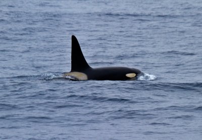 Orca-Killer-Whale-IMG_1592-Drake-Passage-10-March-2011.jpg