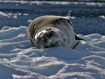 Leopard-Seal-on-Ice-Cuverville-IMG_5860.jpg