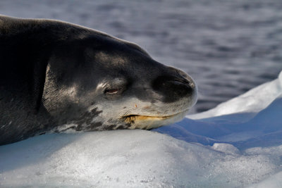 Leopard-Seal-Cuverville-IMG_5851.jpg