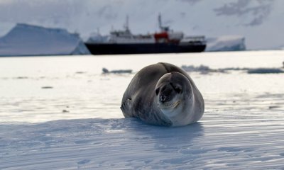 Leopard-Seal-and-ship-IMG_5933-Cuverville-14-March-2011.jpg