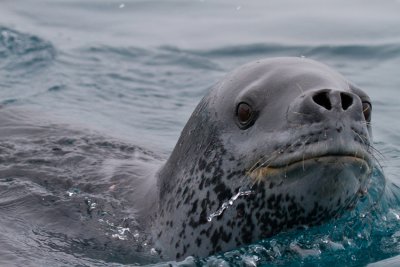 Leopard-Seal-IMG_2968-Peterman-Island-Cruise-11-March-2011.jpg