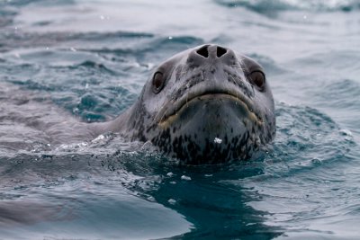 Leopard-Seal-looking-straight-at-camera-IMG_2966-Peterman-Island-Cruise-11-March-2011.jpg