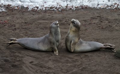 Elephant-Seals-practicing-squaring-up-IMG_7773-Hannah-Point-Deception-Island-South-Shetland-15-March-2011.jpg