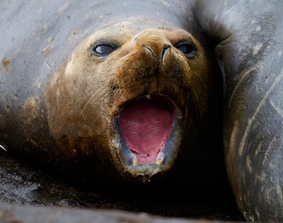 Pup-Southern-Elephant-Seal-IMG_7425-Hannah-Point-Livingston-Is-South-Shetlands.jpg