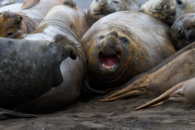 Pile-of-angry-Southern-Elephant-Seals-IMG_7543-Hannah-Point-Livingston-Is-South-Shetlands-15-March-2011.jpg