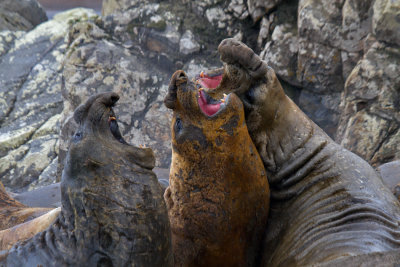 Three-Southern-Elephant-Seals-get-aggressive-IMG_7590-Hannah-Point-Livingston-Is-South-Shetlands-15-March-2011.jpg