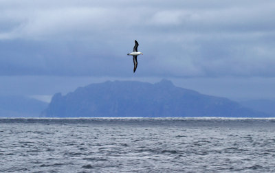 Black-browed-Albatross-over-Cape-Horn-IMG_8547-Drake-Passage-17-March-2011.jpg