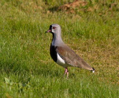 Southern Lapwing