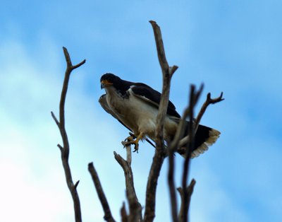 White-throated Caracara