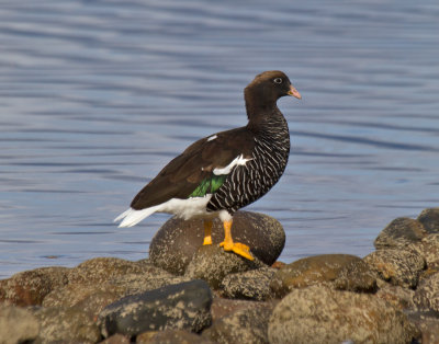 Kelp Goose