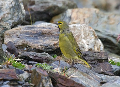 Yellow-bridled Finch