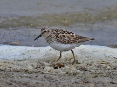 Least Sandpiper