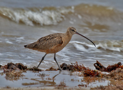 Long-billed Curlew