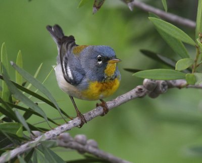 Northern Parula