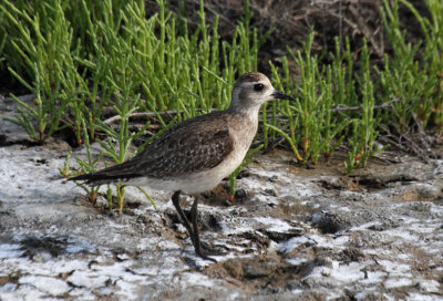 American Golden Plover