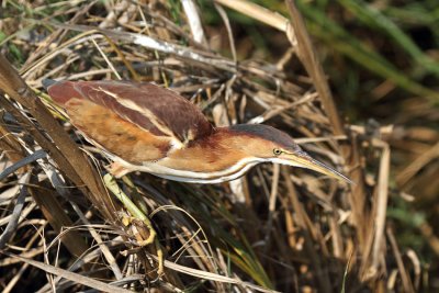 Least Bittern