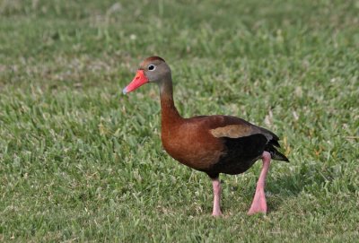 Black-bellied Whistling-Duck