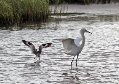 Reddish Egret and Willet