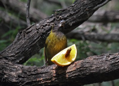 Crimson--collared Grosbeak