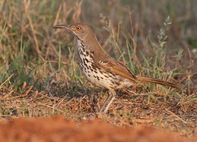 Long-billed Thrasher