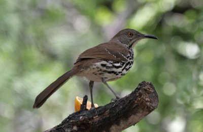 Long-billed Thrasher