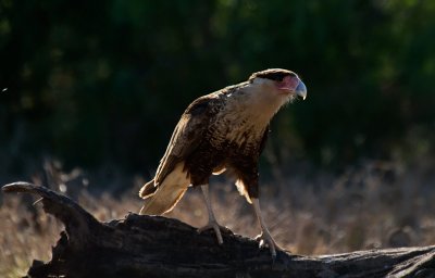 Crested Caracara