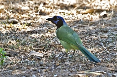 Green Jay