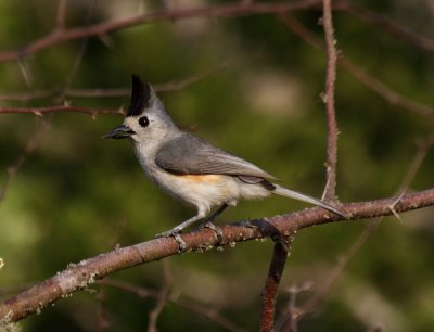 Black-crested Titmouse