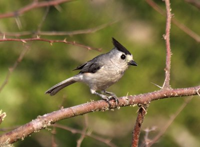 Black-crested Titmouse