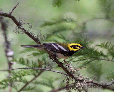 Townsend's Warbler x Black-throated Green Warbler Hybrid (?)