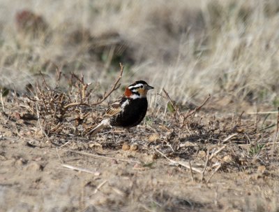 Chestnut-collared Longspur